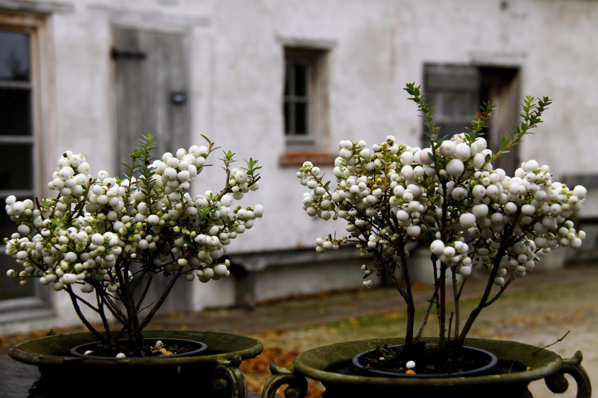 B&B Hoeve De Steenoven Damme Exterior photo